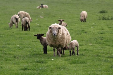 Fototapeta premium Mother with her lambs
