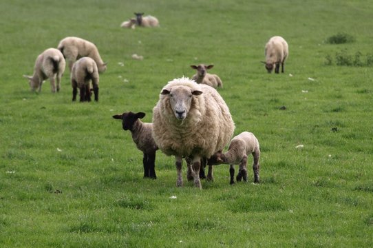 Mother with her lambs