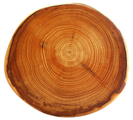 beautiful cut of tree