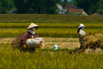 Women gathering rice