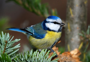 blue tit on a fir tree branch