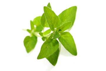 Oregano