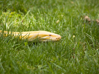 Albino Python