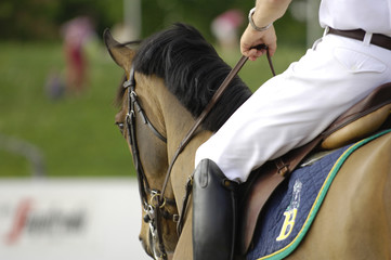 saut d'obstacle