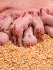 Hungry Piglets © ArenaCreative