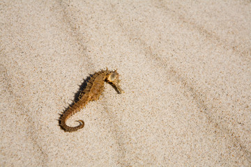 Seahorse on the beach