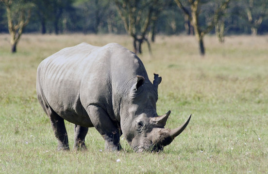 white rhinoceros 1