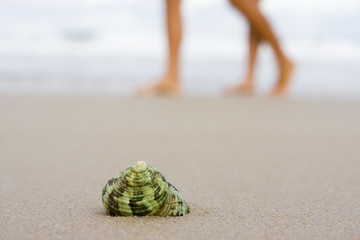 Muschel am Strand