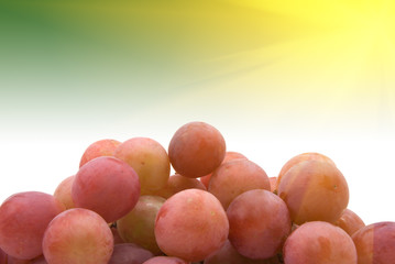 vine grapes