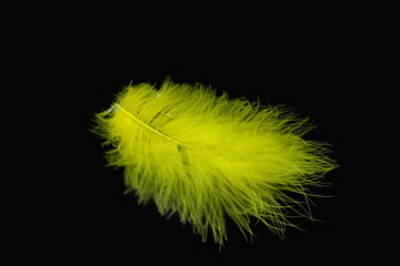Yellow feather on a black background