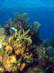 Fototapeta na wymiar Colorful Cayman Island Reef Scene