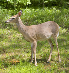 whitetail deer