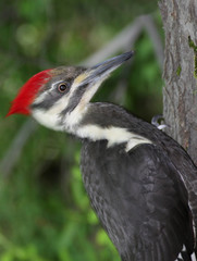 Obraz premium Pileated Woodpecker (Dryocopus pileatus) on a tree