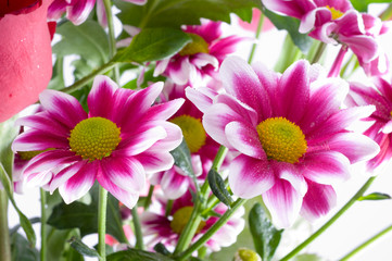 Camomiles. Spring flowers