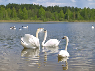 Swan love