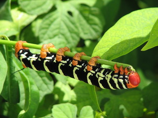 pseudosphinx tetrio