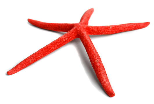 Sea star