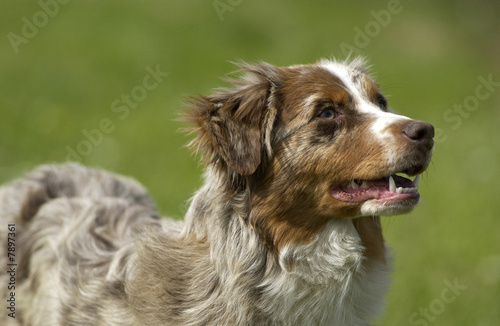 Chien De Race Berger Australien Stock Photo And Royalty