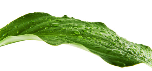 Feuille zen