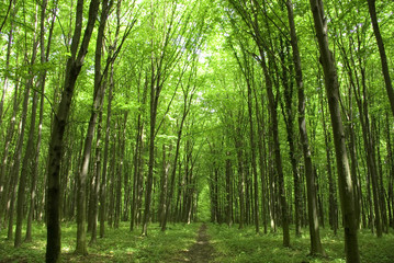 forest