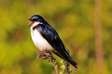 Tree Swallow(iridoprone bicolor)