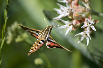 Hawk Moth © Timothy Stirling