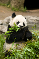 Fototapeta na wymiar Panda Bear Eating
