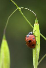 ladybird