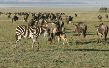 Fototapeta na wymiar Zebra againts Herd of Wildebeest