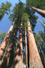 Sequoia sempervirens