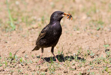 hunter