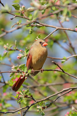 Female Northern Cardinal (cardinalis cardinalis) 