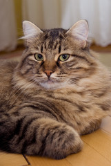 Cat looking at the camera