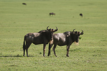 Wildebeest curiously looking