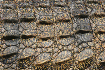 Pachyderm structures of Crocodile