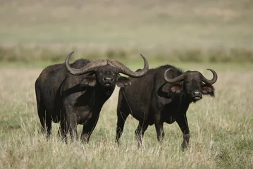 Fotobehang Curiously looking African buffaloes © urosr