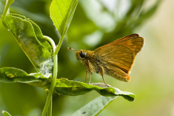 Large skipper
