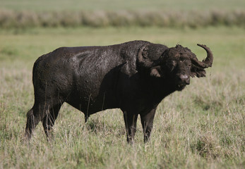 Dirty African buffalo