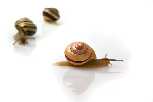 Snails isolated on the white background