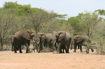 Group of African elephants