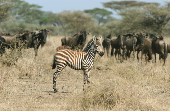 Fototapeta Zebra against Herd of Wildebeests