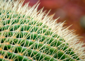 Close-up photo of a cactus, shallow depth of field