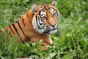 Fototapeta na wymiar Dorosły tygrys