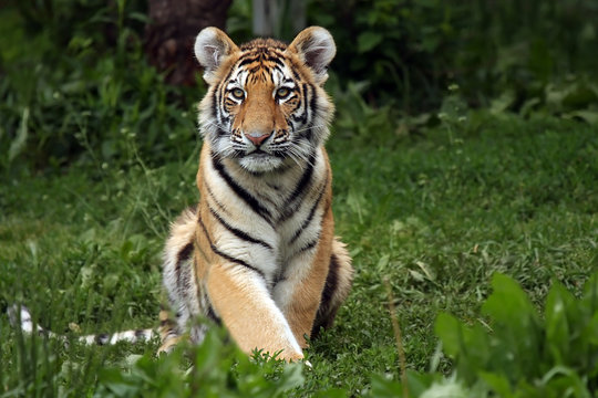 Adorable Tiger Cub