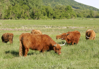 holstein cows