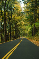 Road in an autumn forest