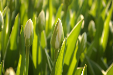 Sea of closed tulips