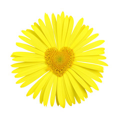 Yellow daisy with heart in center