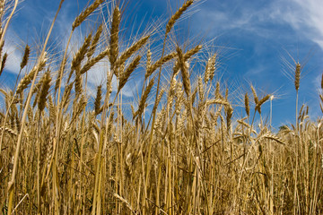 wheat field