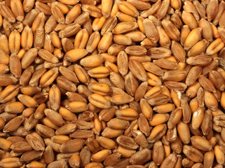 Wheat grains